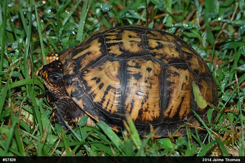 Eastern Box Turtle