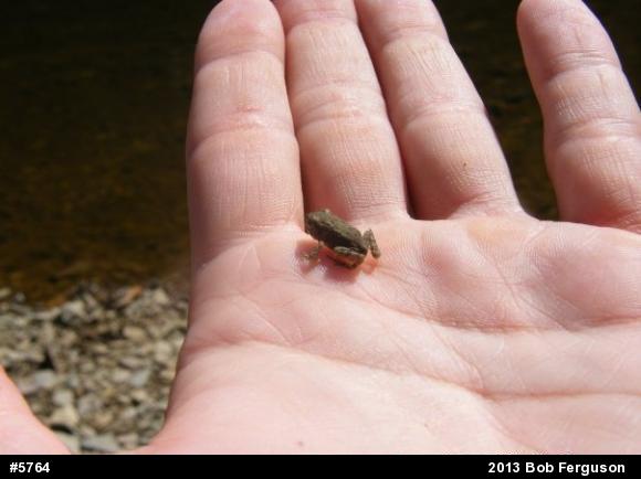 True Toads