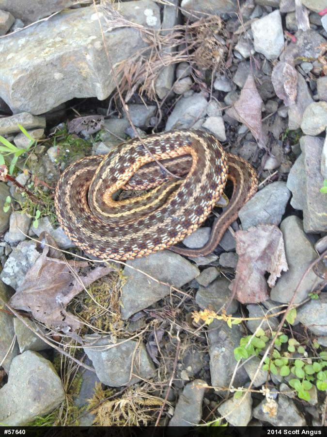 Eastern Gartersnake