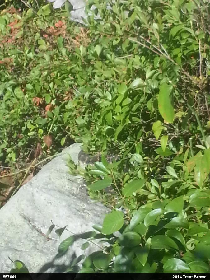 Timber Rattlesnake
