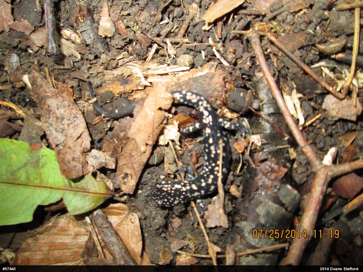 Northern Slimy Salamander