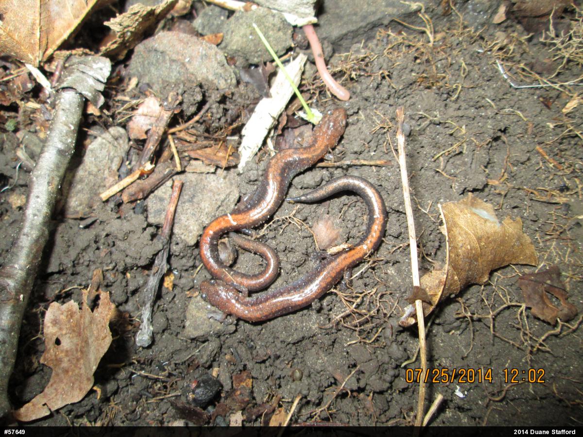 Eastern Red-backed  Salamander
