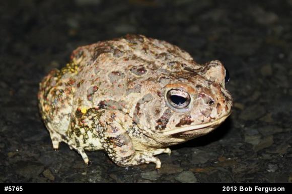 Fowler's Toad