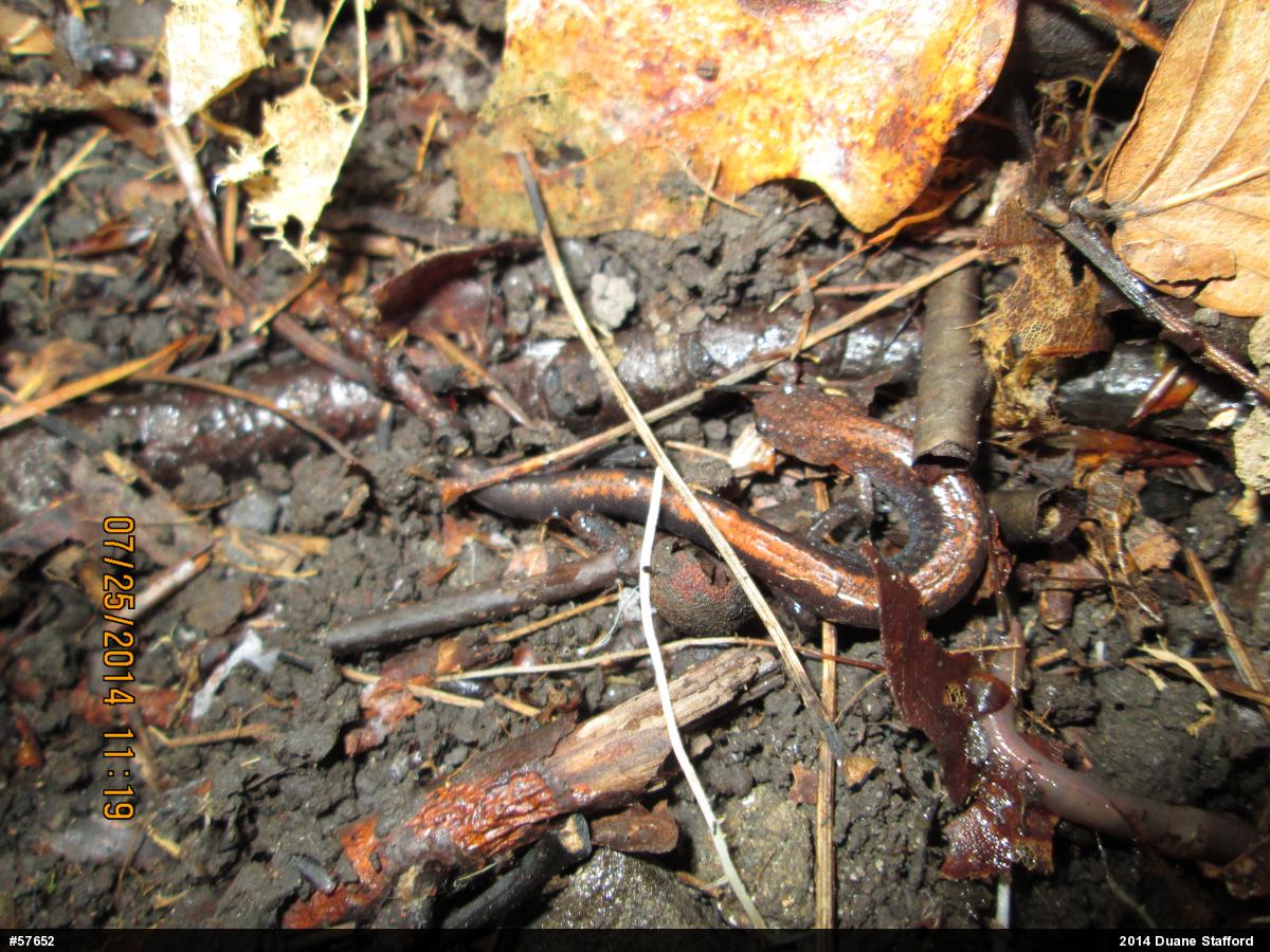 Eastern Red-backed  Salamander