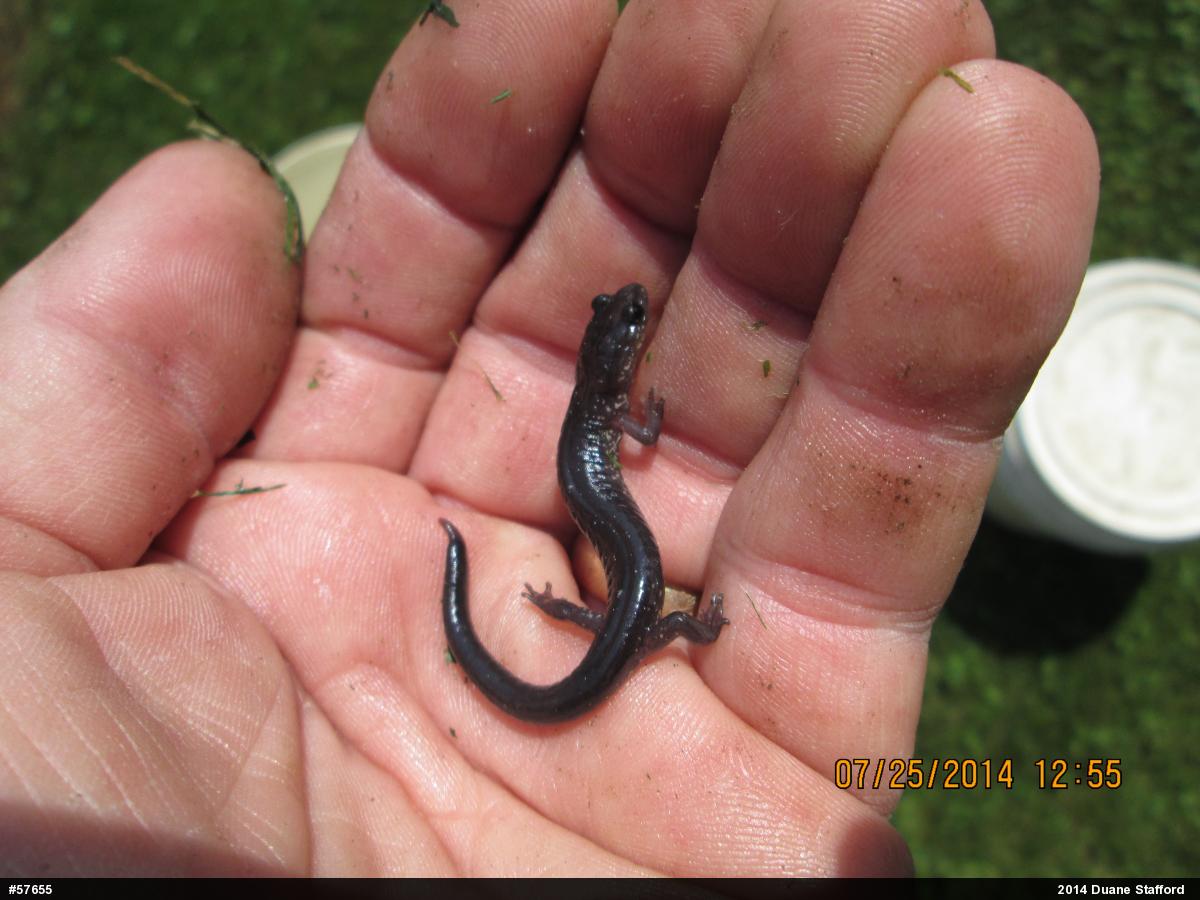 Wehrle's Salamander