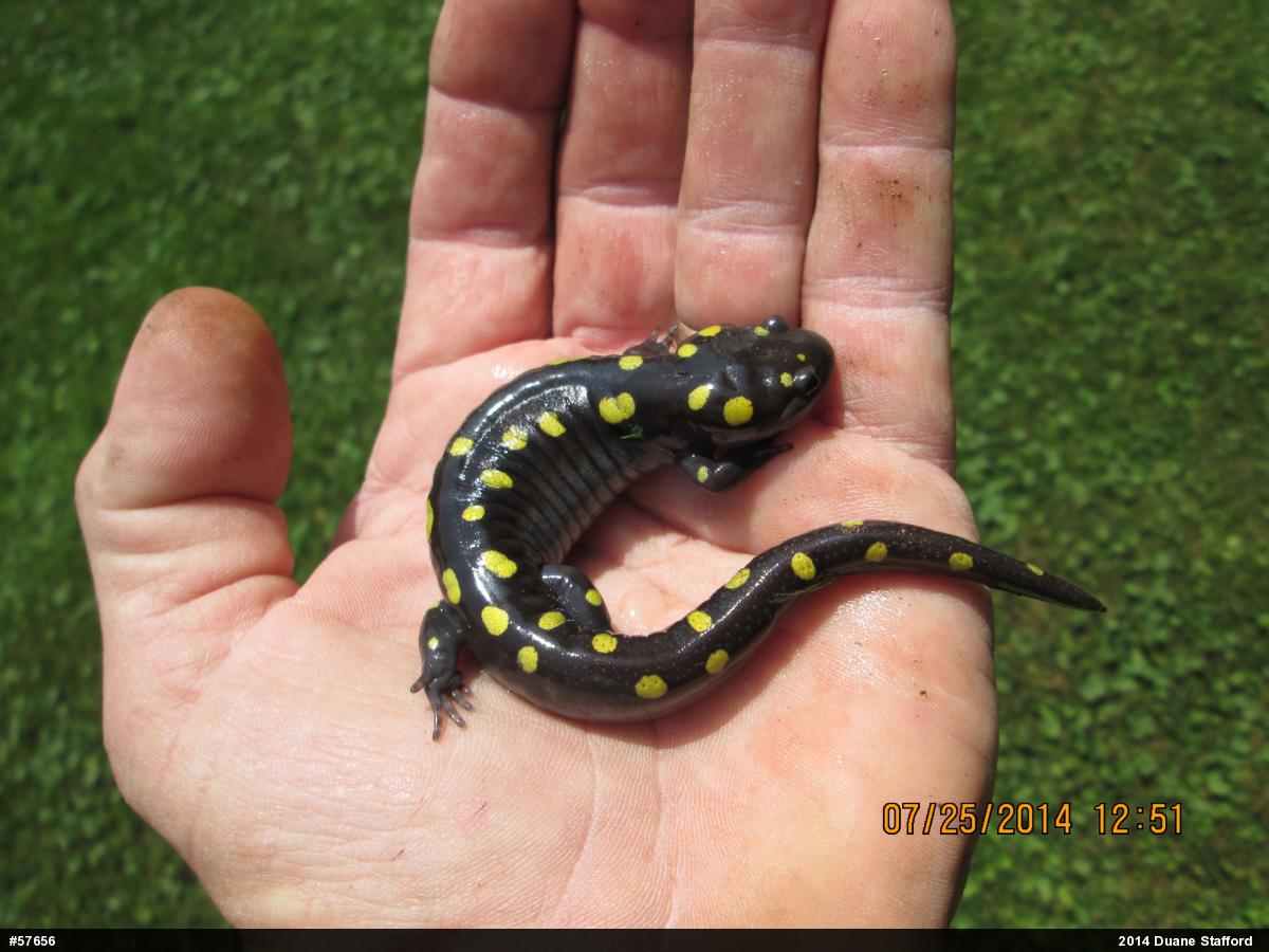 Spotted Salamander