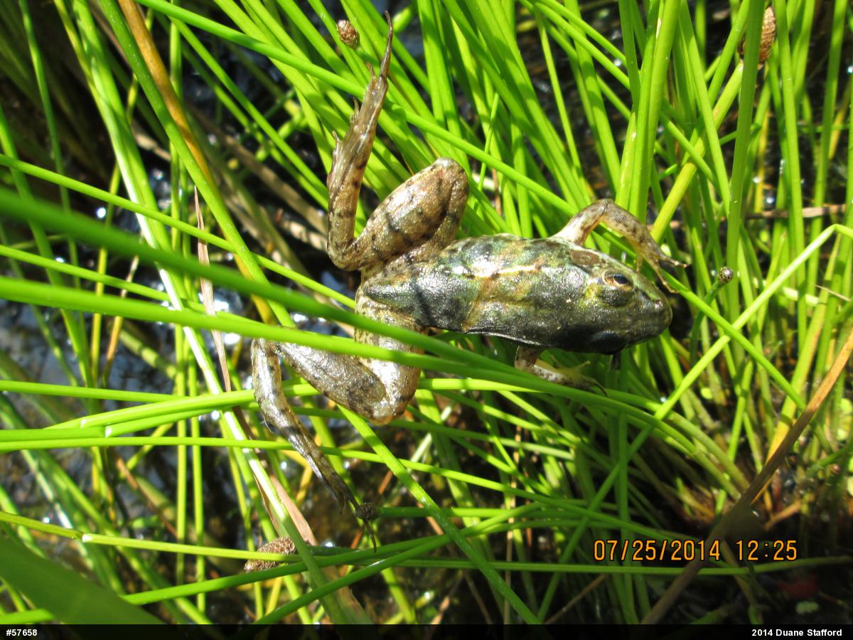 Green Frog