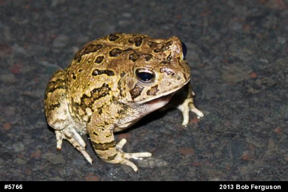 Fowler's Toad