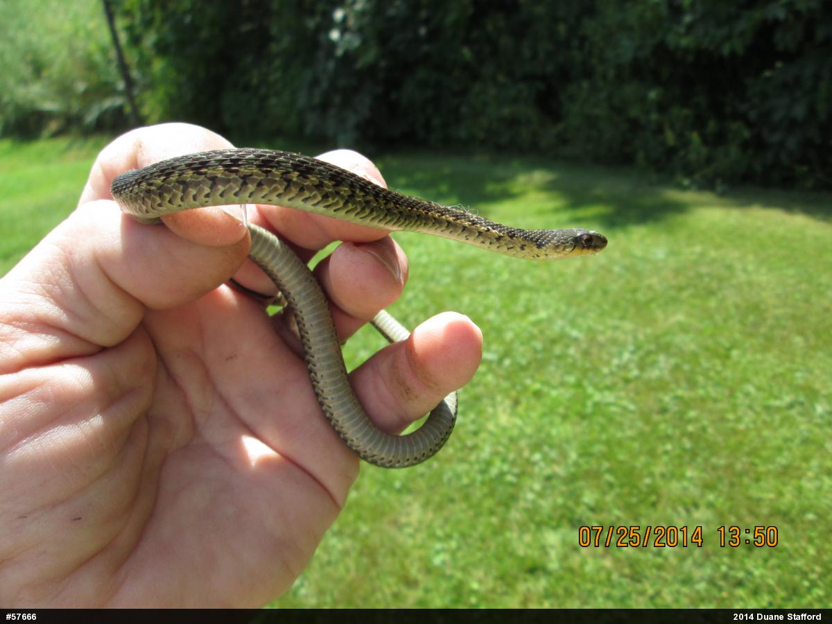 Eastern Gartersnake