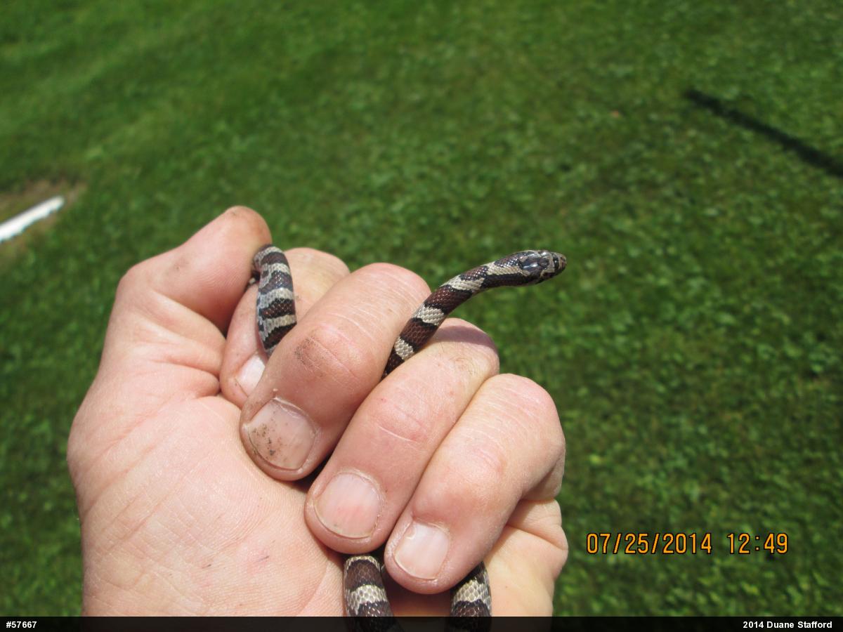 Eastern Milksnake