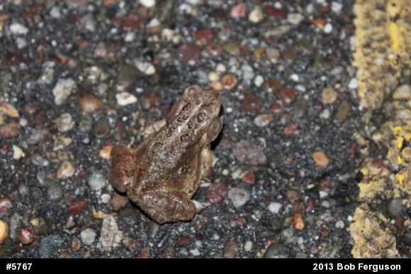 Fowler's Toad