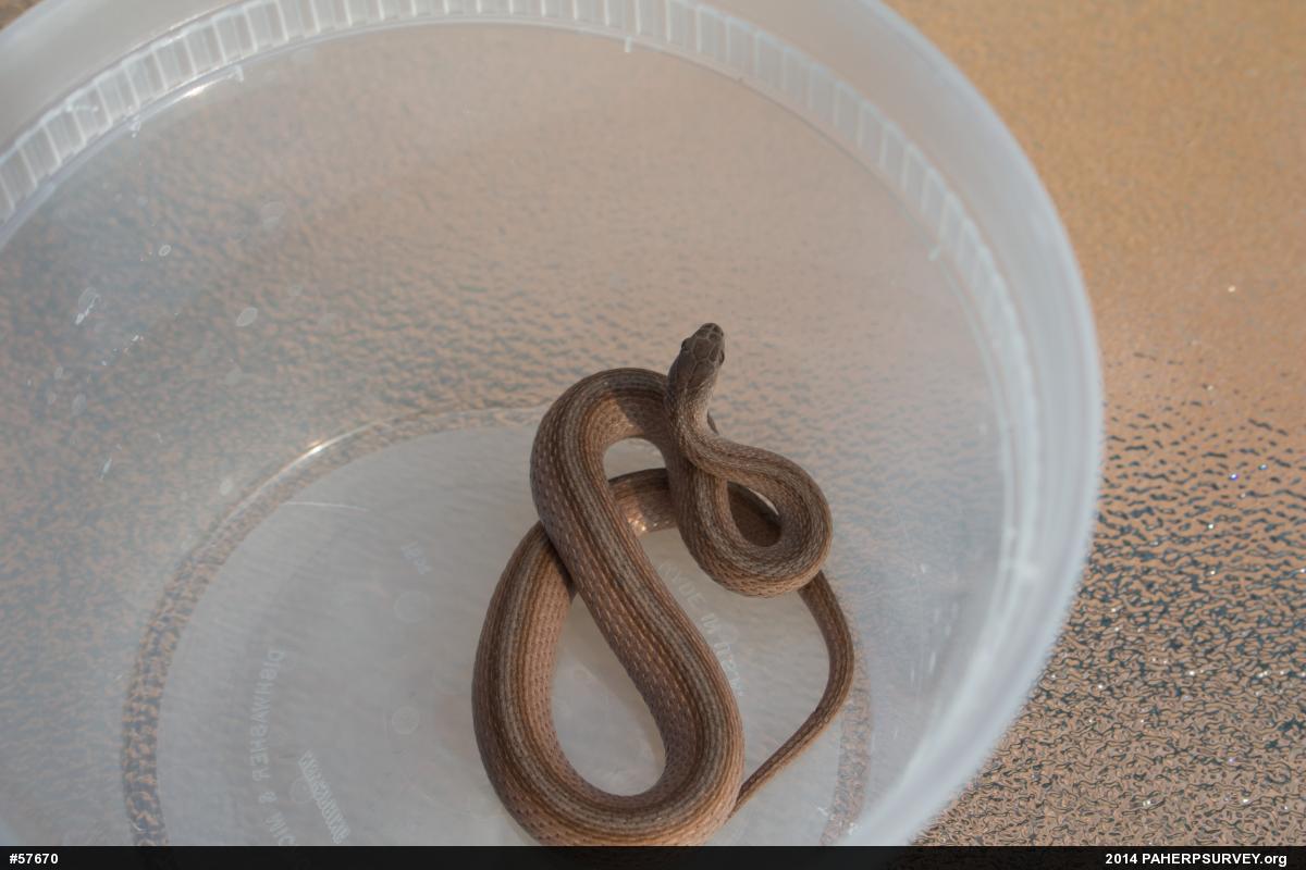 Dekay's Brownsnake