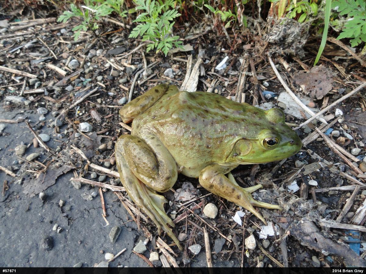 American Bullfrog