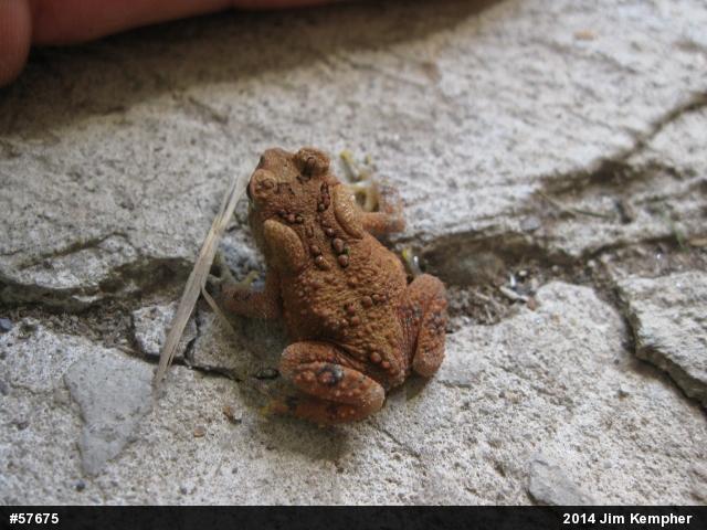 Eastern American Toad