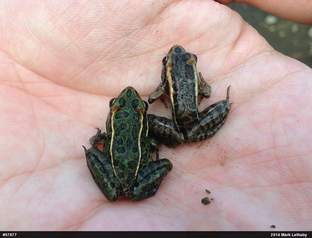 Northern Leopard Frog