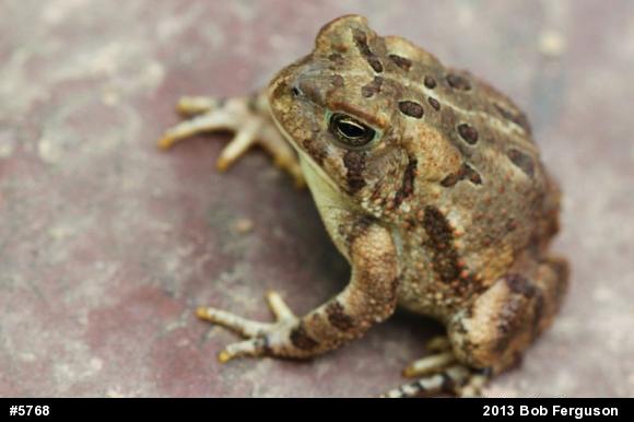 Fowler's Toad
