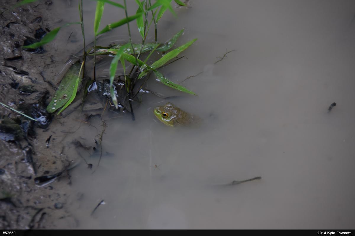 American Bullfrog