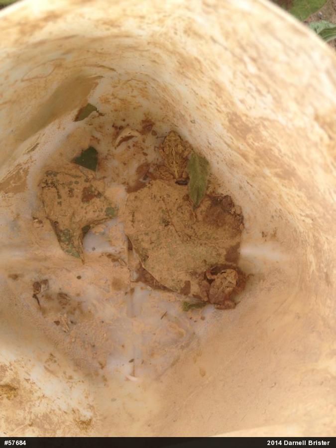 Eastern American Toad