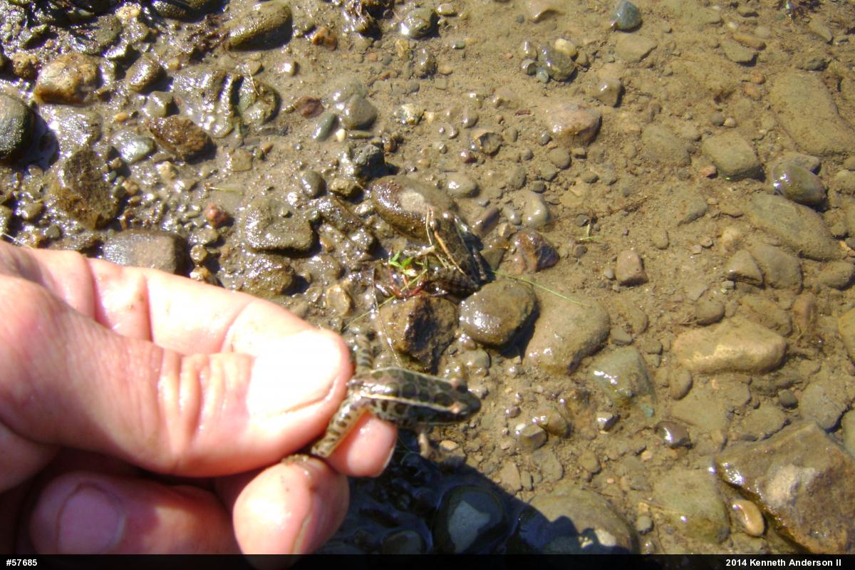 Pickerel Frog