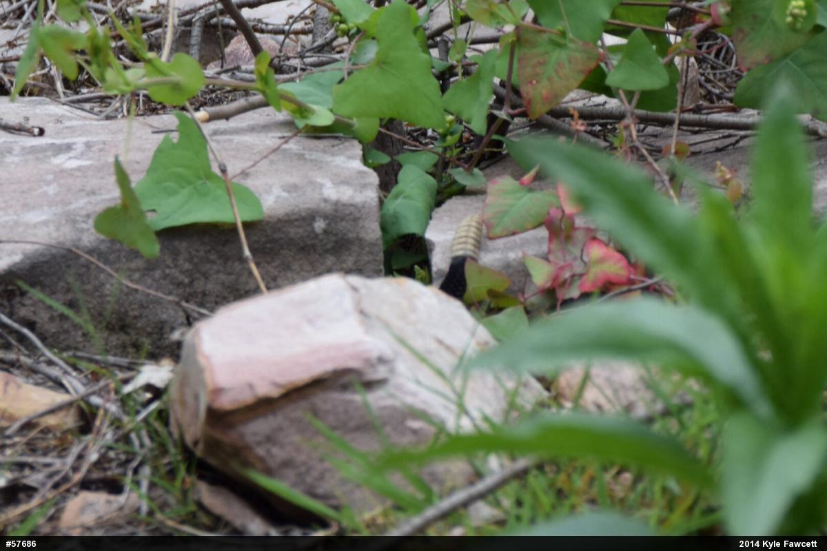 Timber Rattlesnake