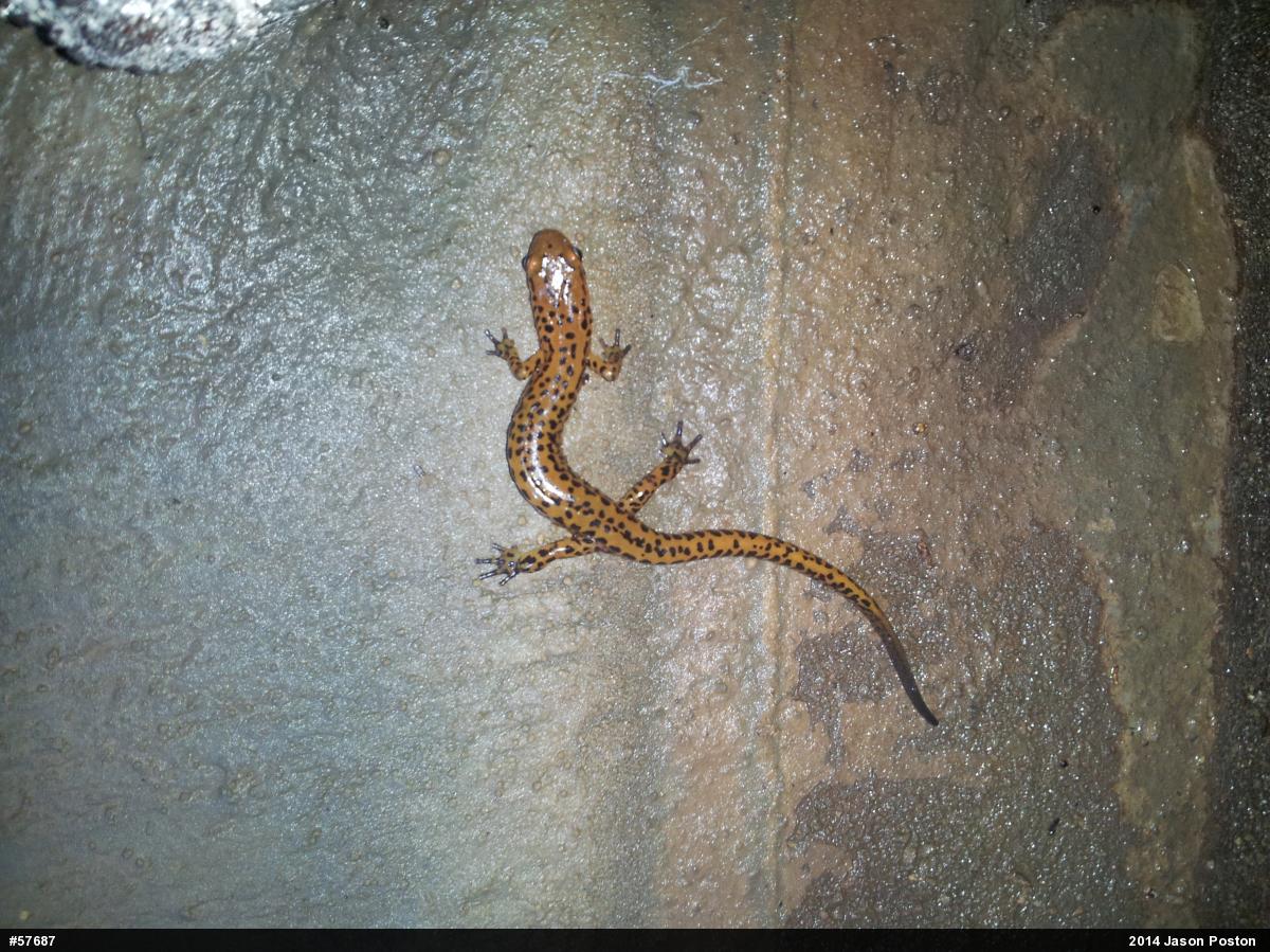 Eastern Long-tailed Salamander