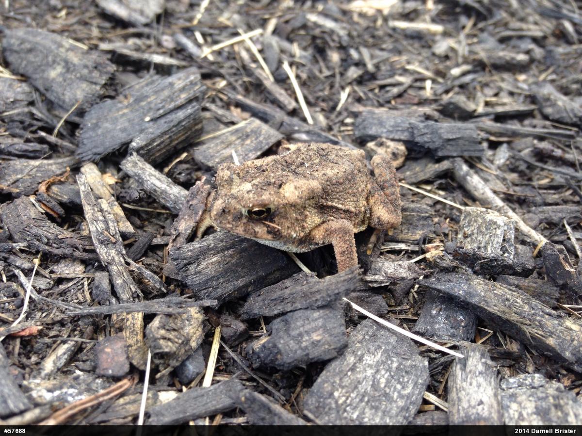 Eastern American Toad