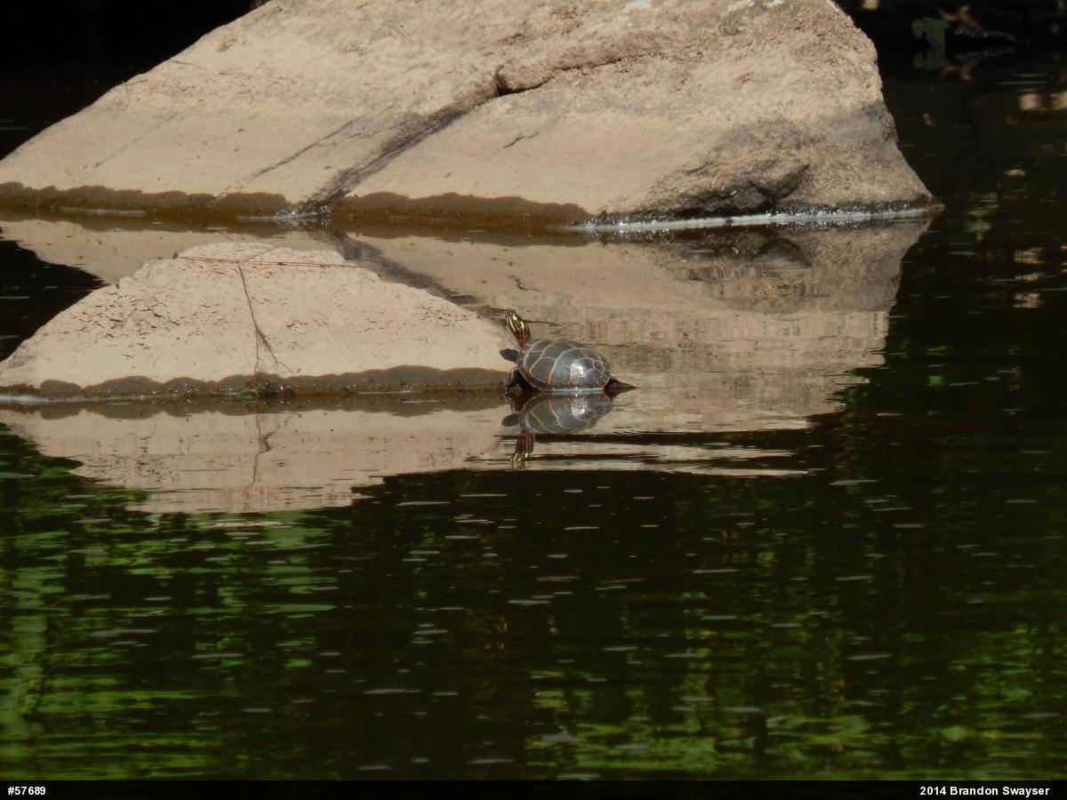 Eastern Painted Turtle