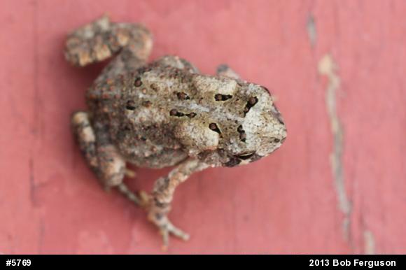 True Toads