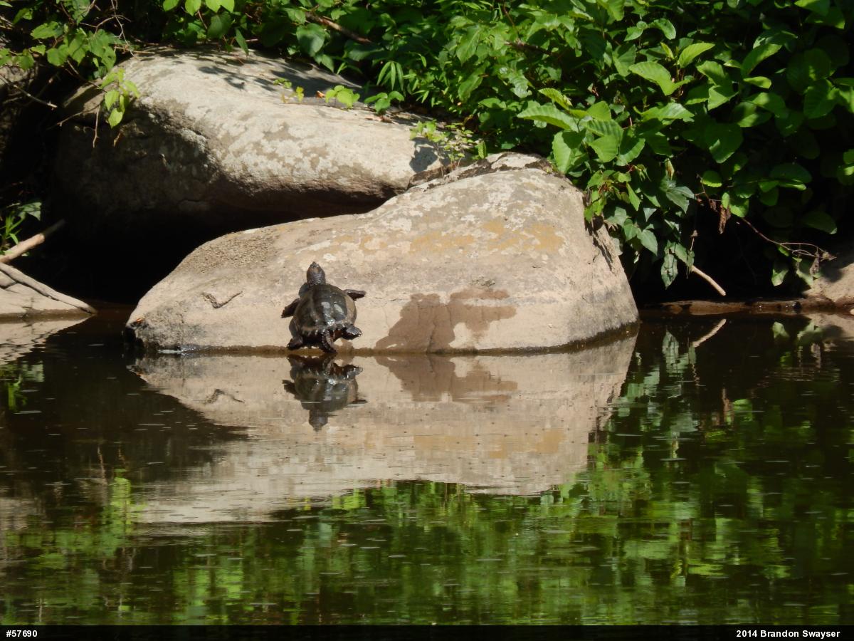 Snapping Turtle