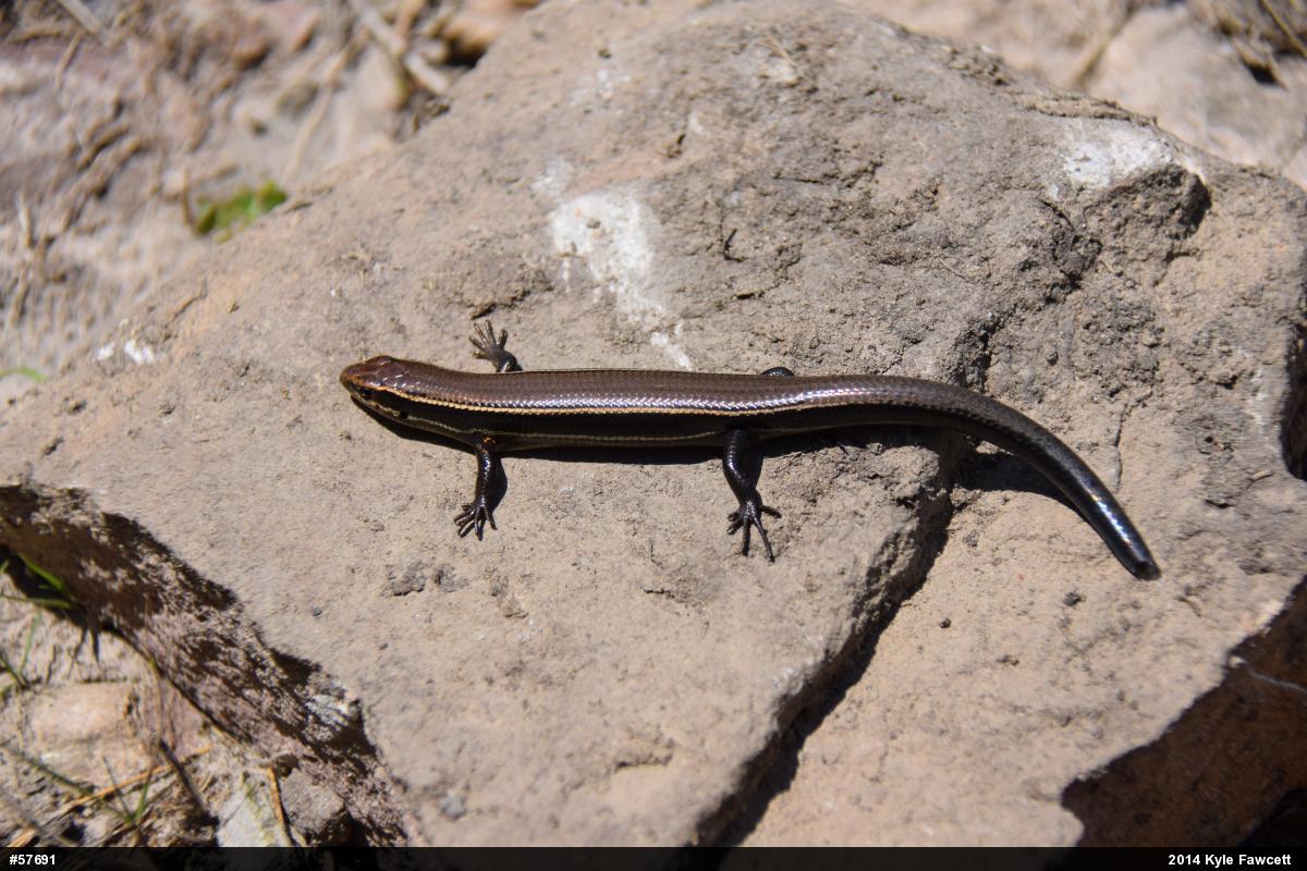 Northern Coal Skink