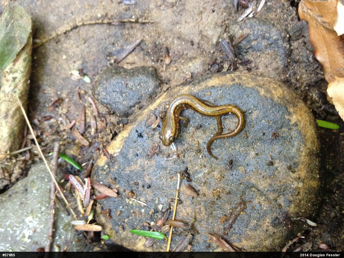 Northern Two-lined Salamander