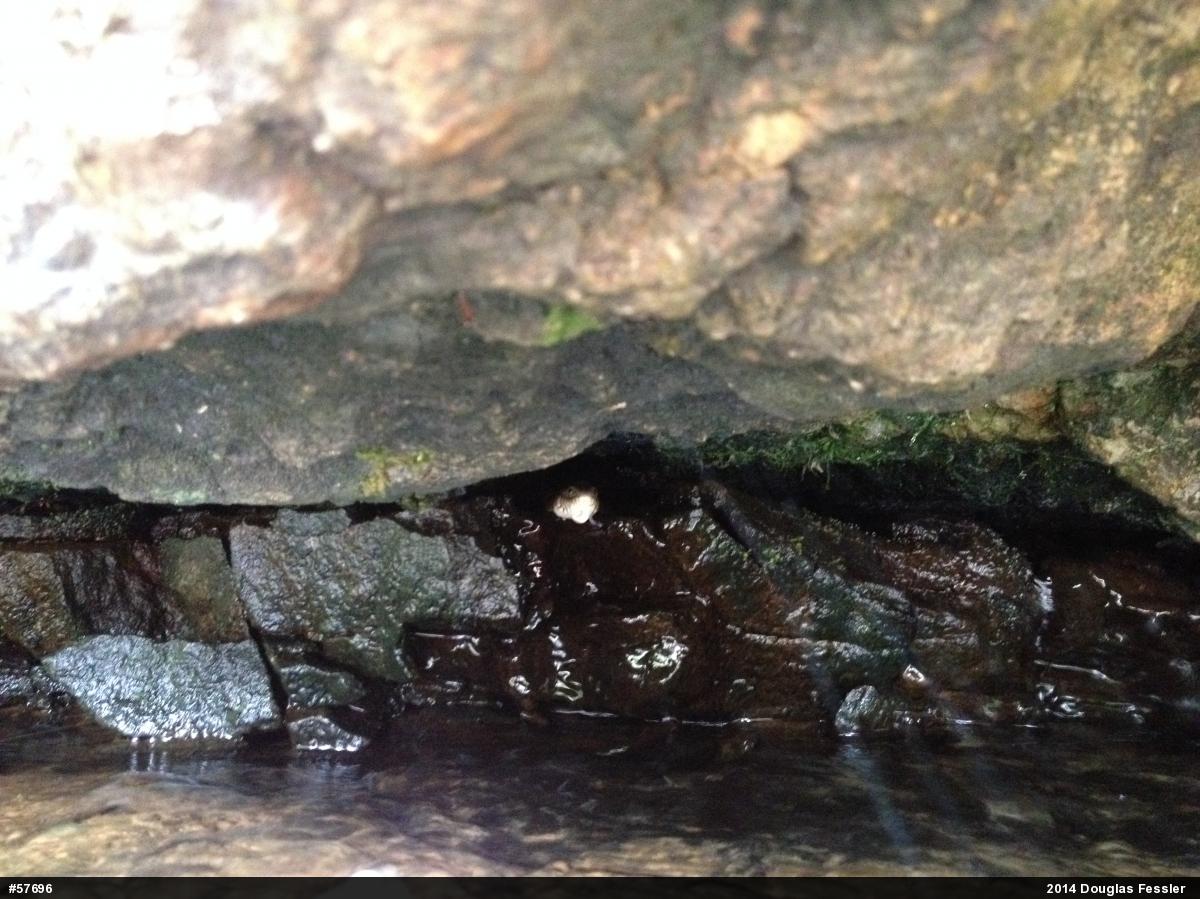 Northern Watersnake