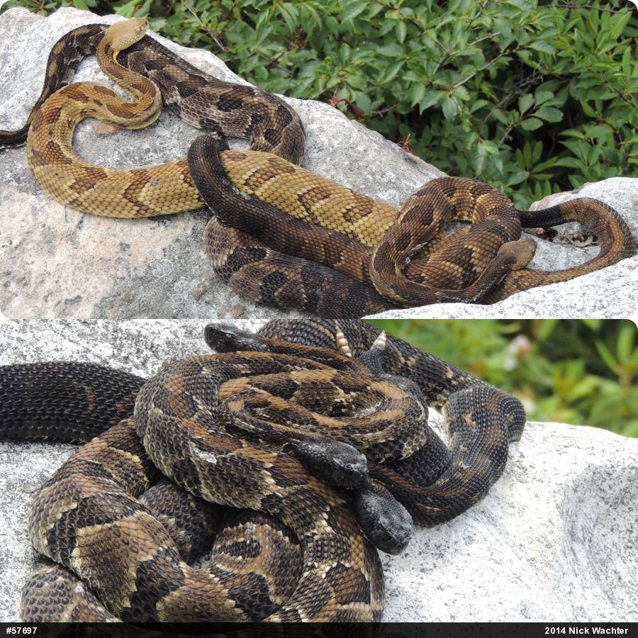Timber Rattlesnake