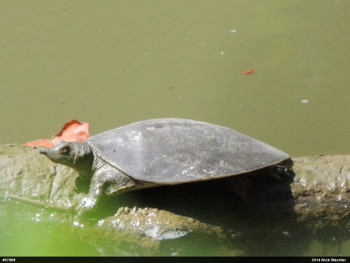 Eastern Spiny Softshell