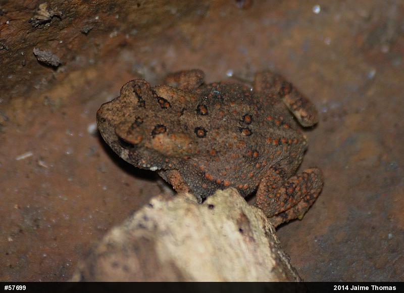 Eastern American Toad