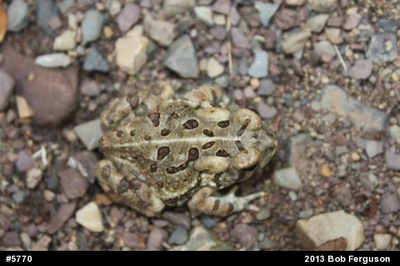 Fowler's Toad