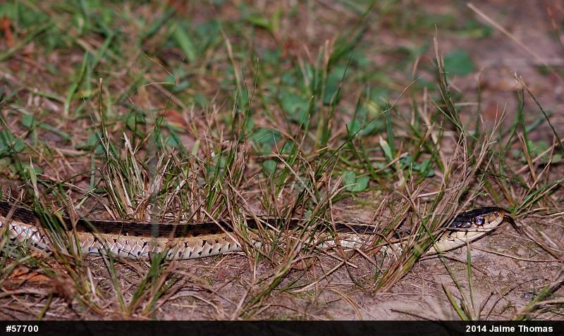 Eastern Gartersnake