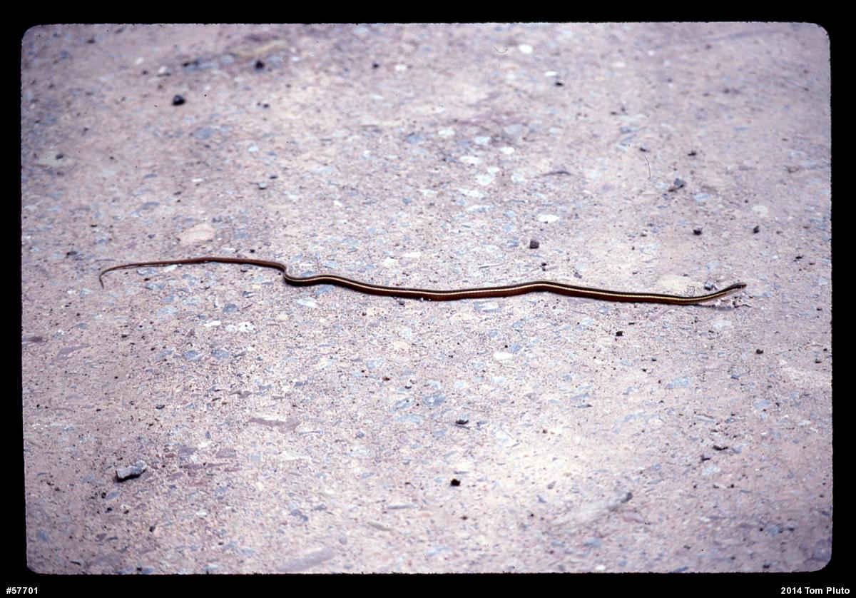 Common Ribbonsnake