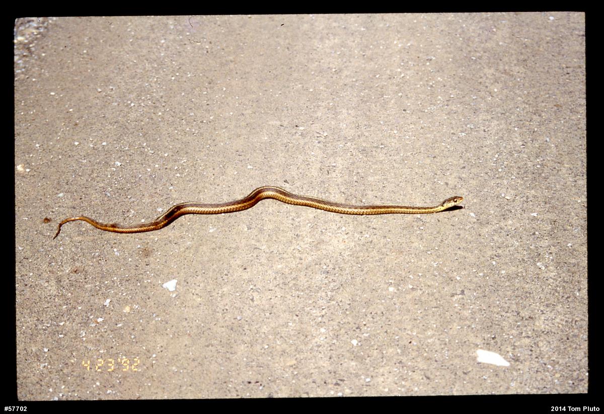 Eastern Gartersnake