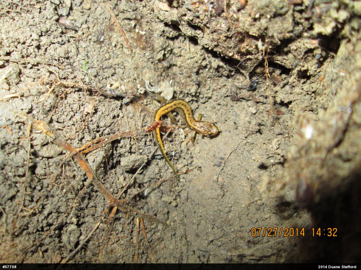 Allegheny Mountain Dusky Salamander