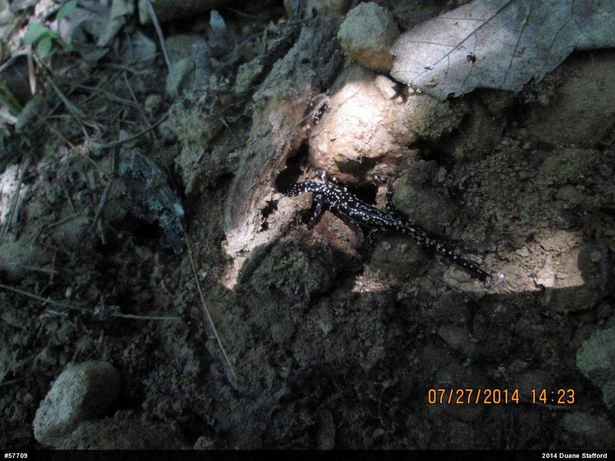 Northern Slimy Salamander