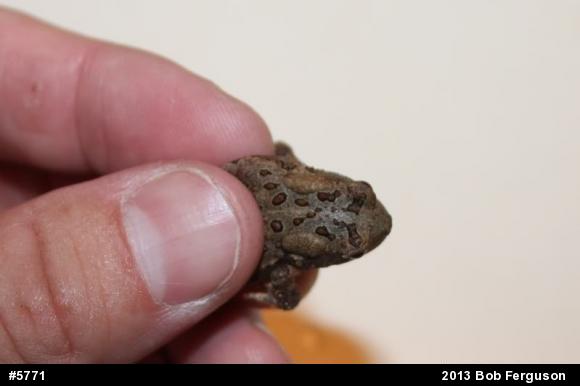 True Toads