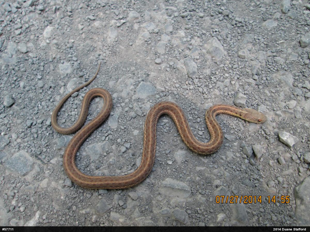 Eastern Gartersnake