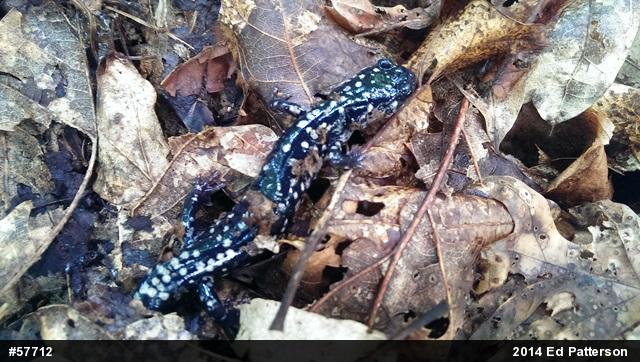 Northern Slimy Salamander