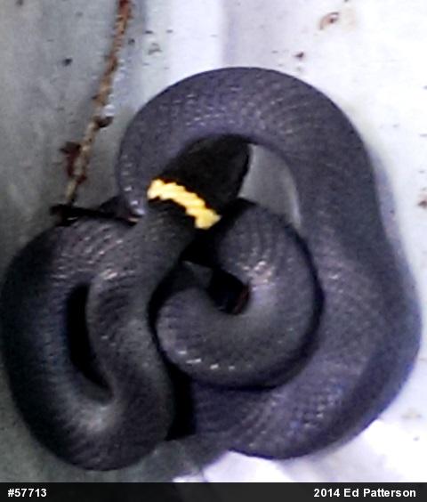 Northern Ring-necked Snake