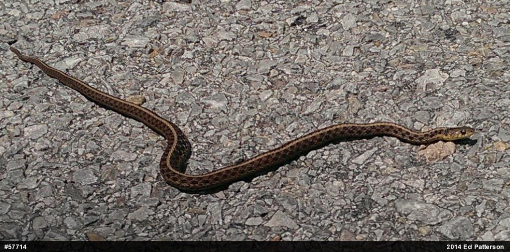 Eastern Gartersnake