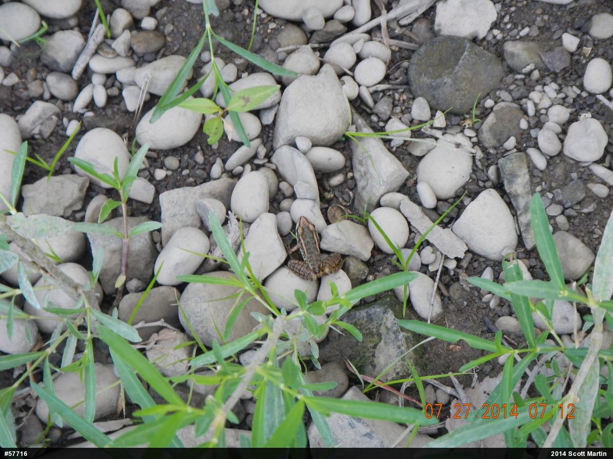 Pickerel Frog