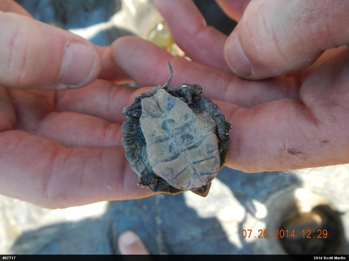 Northern Map Turtle
