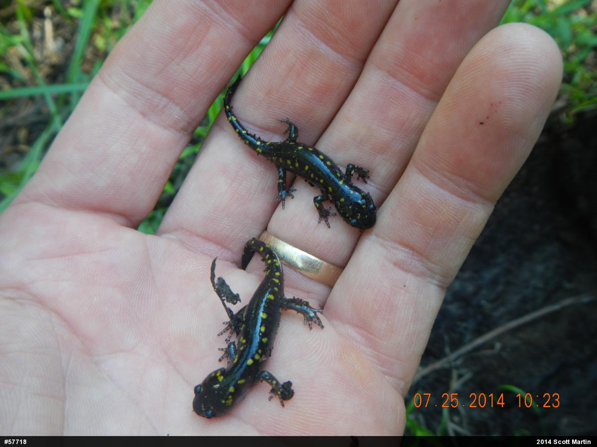 Spotted Salamander