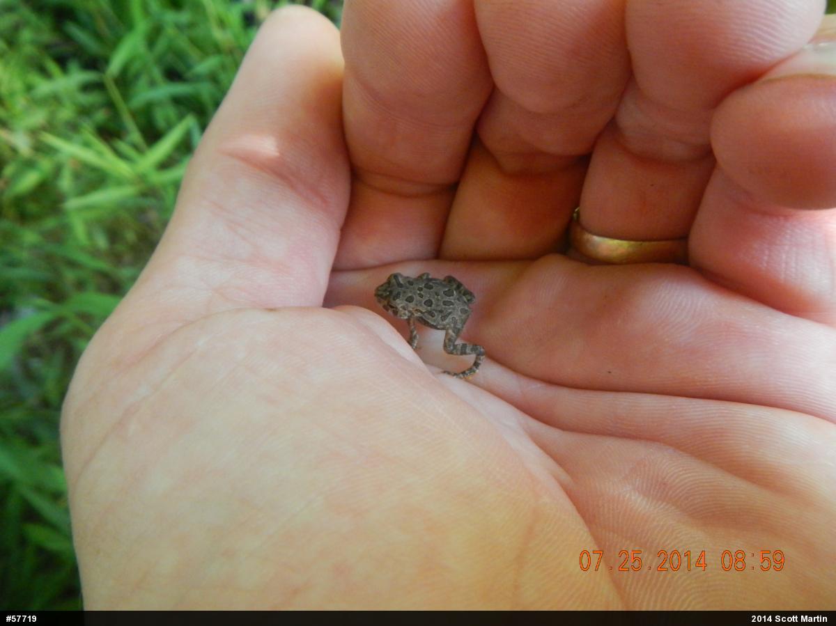 Fowler's Toad
